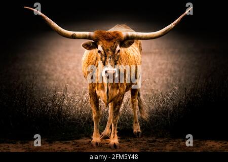 Beautiful Texas Longhorn cow posing an a meadow in the Texas Hill Country Stock Photo