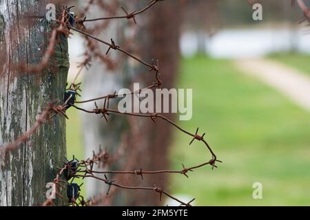 Close-up of a rusty barbed wire fence surrounding a detention, concentration and extermination camp, focus in the background, color Stock Photo