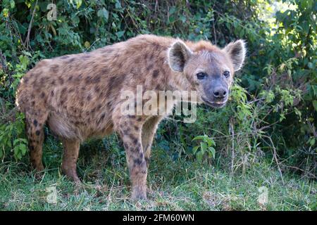 Wild hyena in Aberdare range, Kenya Stock Photo