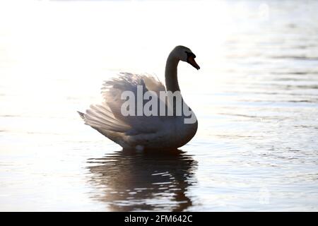 A beautiful white swan swims in the lake Stock Photo