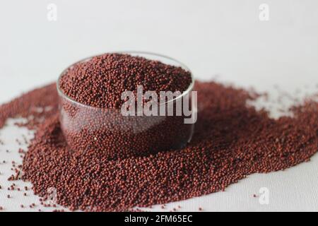 Eleusine coracana grain or finger millet, also known as ragi in India, kodo in Nepal. It is an annual herbaceous plant widely grown as a cereal crop i Stock Photo