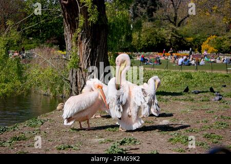 Pink pelicans in St James' Park, London Stock Photo