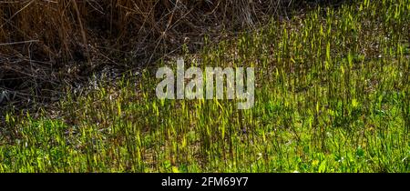 Field with young Common reed plants (Phragmites australis) Stock Photo