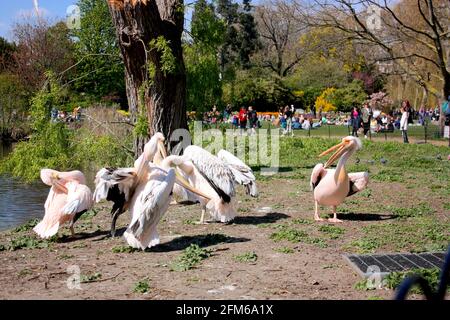 Pink pelicans in St James' Park, London Stock Photo