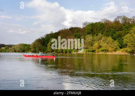 Woman kayaking on the river Krka, looking at the swans on the river in Slovenia near Kostanjevica na Krki Stock Photo