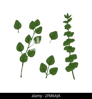 Set of hand drawn green eucalyptus branches with leaves isolated on white background. Vector illustration in sketch style Stock Vector