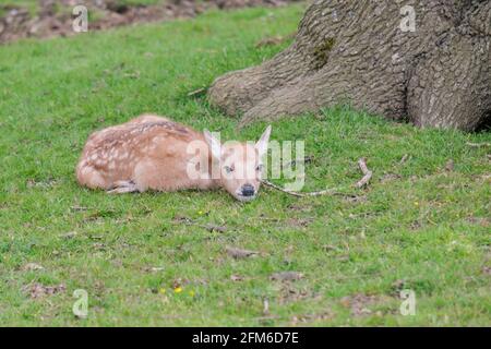 Just chilling!  It's all too much effort.  Young fallow fawn deer taking it easy on a sunny English Spring day. Woburn, England Stock Photo