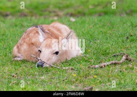 Just chilling!  It's all too much effort.  Young fallow fawn deer taking it easy on a sunny English Spring day. Woburn, England Stock Photo