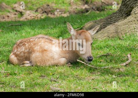 Just chilling!  Young fallow fawn deer taking it easy on a sunny English Spring day. Woburn, England. Stock Photo