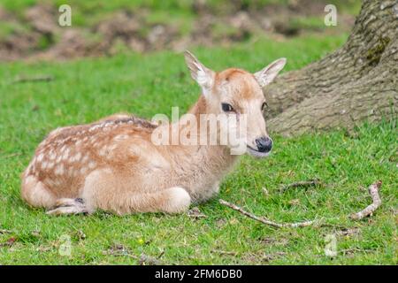 Just chilling!  Young fallow fawn deer smiles while taking it easy on a sunny English Spring day. Woburn, England. Stock Photo