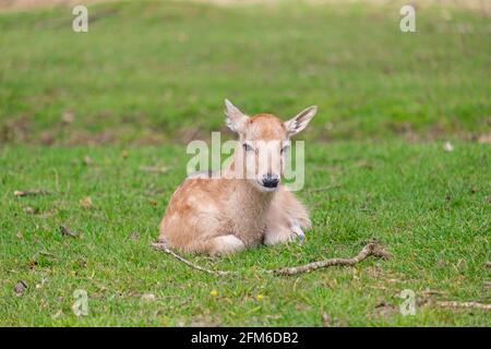 Just chilling!  You looking at me? Young fallow fawn deer taking it easy on a sunny English Spring day. Woburn, England. Stock Photo