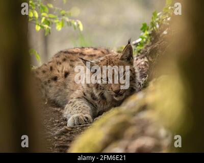 Carpathian lynx Stock Photo