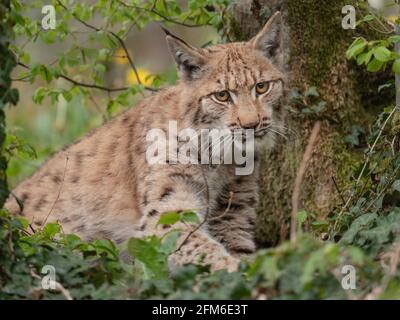 Carpathian lynx Stock Photo