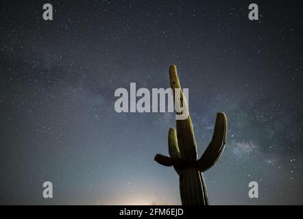 Beautiful Saguaro Cactus under the Milky Way Galaxy Stock Photo