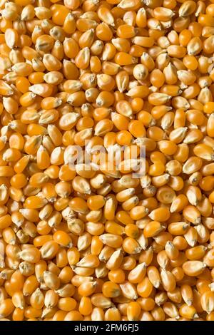 Raw Dry Organic Yellow Popcorn in a Bowl Stock Photo