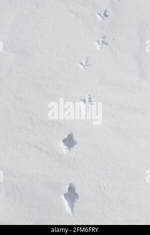 Rock ptarmigan (Lagopus muta / Lagopus mutus) tracks / footprints in the snow in winter showing transition from deep snow to hard crust Stock Photo
