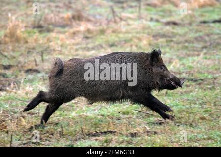 Hunted wild boar (Sus scrofa) running / fleeing over field during battue Stock Photo