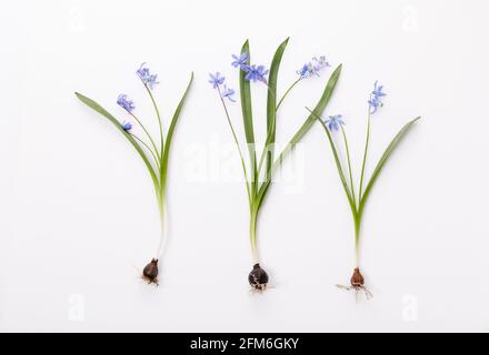 First spring bulbous flowers blue scilla on white background. Stock Photo