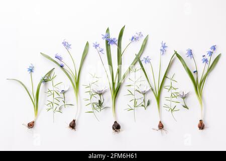First spring bulbous flowers blue scilla on white background. Stock Photo