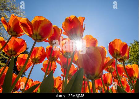 Bright orange and red tulips against blue sky and sunlight background. Colorful spring composition. Beauty in nature. Stock Photo
