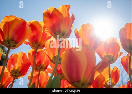 Bright orange and red tulips against blue sky and sunlight background. Colorful spring composition. Beauty in nature. Stock Photo