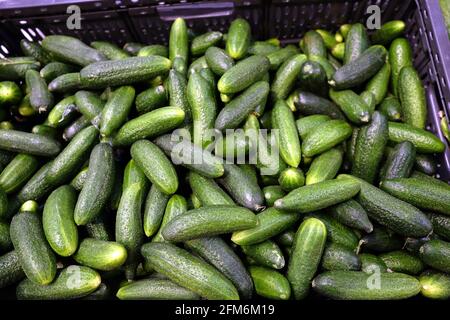 Still life with crop of many ripe green cucumbers inside black plastic box in the vegetable department store shop top view close-up Stock Photo
