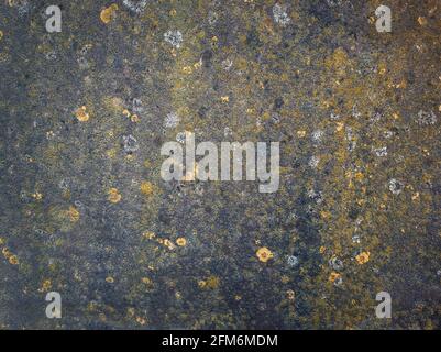 Rusty and rotten metallic structure surface. Old grungy, weathered tin sheet with growing moss and fungi. Abstract details of construction element. Di Stock Photo