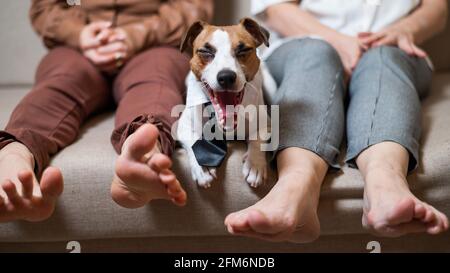 A cute dog Jack Russell Terrier is wearing a tie and sits on the couch with two barefoot women and yawns Stock Photo