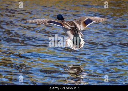 UK Wildlife: Male mallard duck (Anas platyrhynchos) seen from behind gliding as it comes into land on water, River Wharfe, Yorkshire Stock Photo
