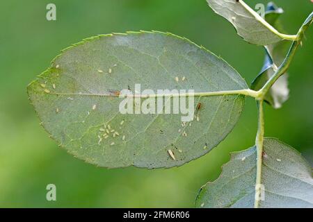 Rose grain aphids Metopolophium dirhodum on a barley leaf with grain ...