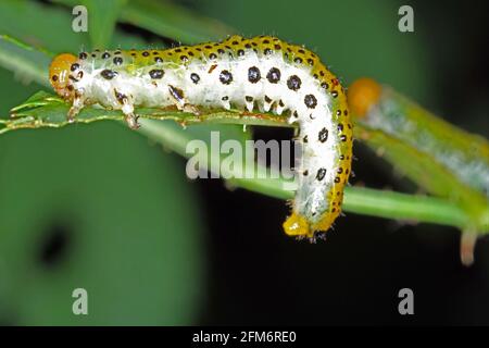 Large rose sawfly Arge pagana larva on damaged ornamental rose leaf in garden. Stock Photo