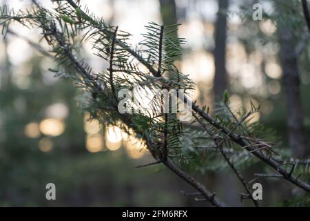 Macro close up image of pine tree branch during sunset Stock Photo
