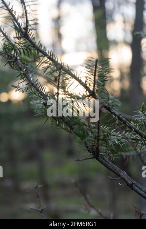 Macro close up image of pine tree branch during sunset Stock Photo