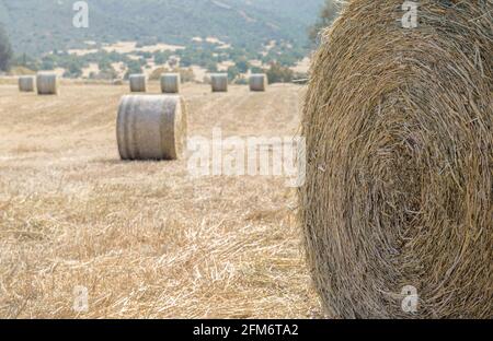 Closeup of a hay stack and a field of dry grass with hay bales in a distance. Soft focus, copy space Stock Photo
