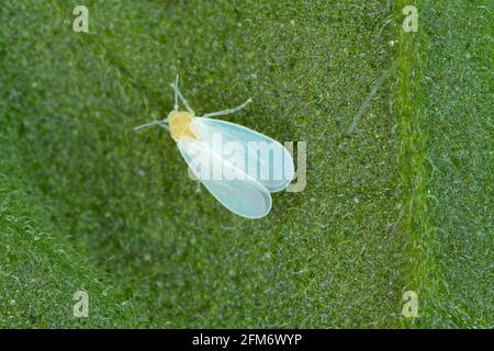 The glasshouse whitefly or greenhouse whitefly - Trialeurodes vaporariorum. It is important pest of many plants. Stock Photo