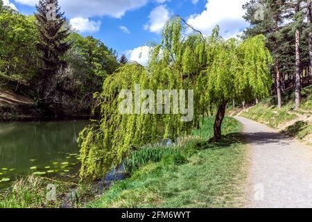 A young Weeping Willow tree, Salix Babylonica  Pendula , in the Furry Glen area of Dublin’s Phoenix Park. Stock Photo