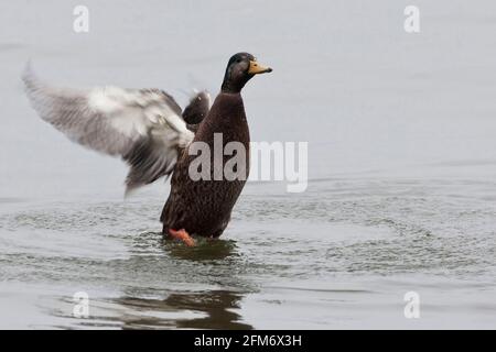 A Hybrid of Mallard, Anas platyrhynchos, and American Black Duck, Anas rubripes Stock Photo