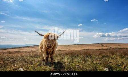 UK landscape: Cute highland cow, looking at camera, grazes on rough moorland pastures beside a country lane between Airton and Settle in England's Yor