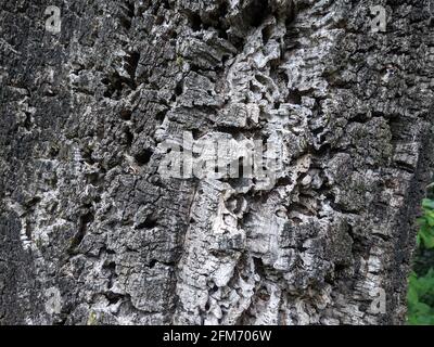 bark cork oak close up in Roman Park Stock Photo