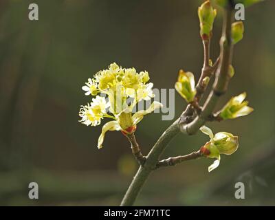 yellow flowers and unfurling leaves of Sycamore tree (Acer pseudoplatanus) in Spring in Cumbria, England, UK Stock Photo