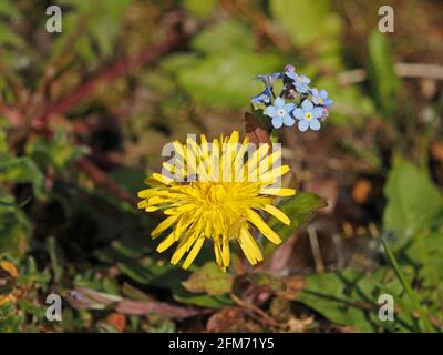 yellow flower of Dandelion (Taraxacum officinale) contrasts with blue Field Forget-me-nots (Myosotis arvensis) on roadside verge in Cumbria,England,UK Stock Photo