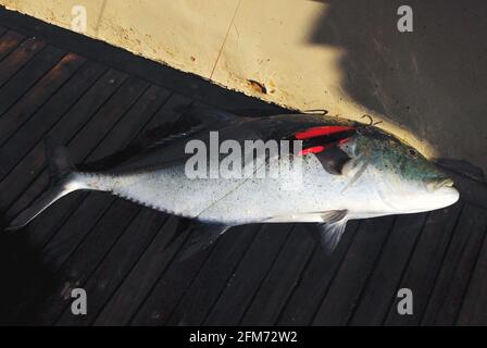 Bluefin Trevally (Caranx melampygus) on deck of a ship, caught by sportfisher Stock Photo
