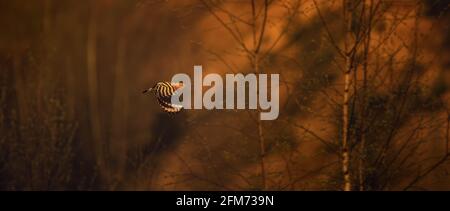 Beautiful Hoopoe captured flies in the setting sun over the landscape, the best photo. Stock Photo