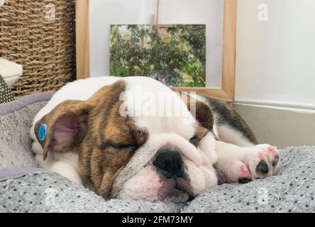 Photo of a ute English bulldog puppy sleeping world sleep day Stock Photo