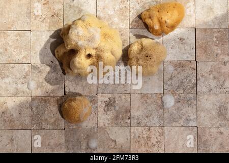 Zero waste bathroom accessories - natural sea four sponges with  soap foam on earth toned stone tales top view Stock Photo