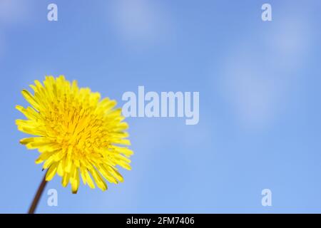 Yellow dandelion flower on blue sky background. Stock Photo