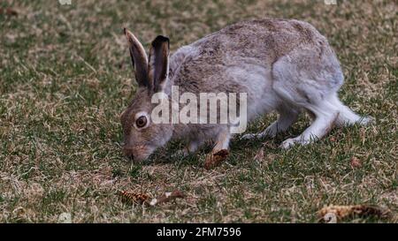 A curious jackrabbit investigating the grass in a field in Edmonton, Alberta.  The jackrabbit is outstretched on the grass. Stock Photo