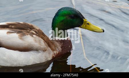 A male mallard hanging out on the water at the wetlands at the Clifford E. Lee Nature Sanctuary in Devon, Alberta. Stock Photo