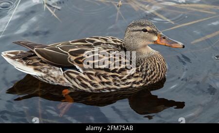 A female mallard floating on the water in the wetlands at the Clifford E. Lee Nature Sanctuary in Devon, Alberta. Stock Photo