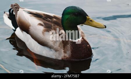 A male mallard hanging out on the water in the wetlands at the Clifford E. Lee Nature Sanctuary in Devon, Alberta. Stock Photo